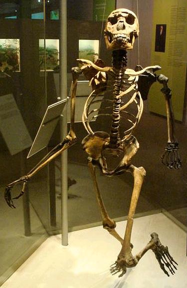 homo neanderthalis by grapitix